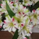Artificial Alstroemeria Stem Cream Green Pink 48cm  - A057 C2
