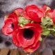 Silk Anemone Red 38cm - A009 C4