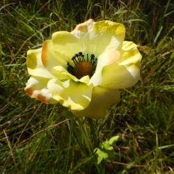 Artificial Anemones Lemon Yellow 52cm - A077 AA3