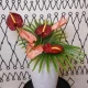 Artificial Anthurium Salmon Pink 70cm - A073 HH4