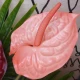 Artificial Anthurium Salmon Pink 70cm - A073 HH4