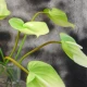 Real Touch Artificial Anthurium Lime Green 74cm - A131 HH3