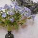 Artificial Astrantia Blue Purple Flowers 65cm - A107A A4