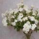 Artificial Astrantia White 65cm - A105 A2