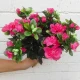 Artificial Azalea Plants Hot Pink 36cm - A153 II2