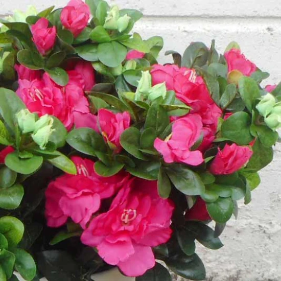 Artificial Azalea Plants Hot Pink 36cm - A153 II2