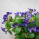 Artificial Bellflowers Purple 47cm - B027 B2