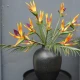 Artificial Birds of Paradise Small 60cm - B012