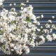 Artificial Apple Blossom XL Ivory 120cm - C119 D2
