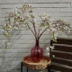 Cream Weeping Cherry Blossom Branch 118cm - C183 B1