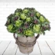 Faux Brassica Ornamental Cabbage Green 40cm - C202 C4