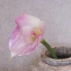 Artificial Calla Lilies Real Touch Pink Cream 70cm - L065 LL2