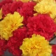 Mini Artificial Carnations Raspberry 31cm - C110 C4