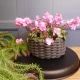 Silk Cyclamen Plants Pink 24cm - C014b 