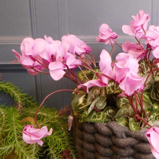 Silk Cyclamen Plants Pink 24cm - C014b 