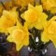 Large Yellow Silk Daffodil 65cm - D010 