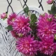 Artificial Dahlias Spray Cerise Pink 102cm - D202 D1