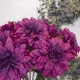 Artificial Dahlia Aubergine Purple 66cm - D184 