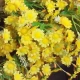 Mini Garden Daisies Stem Yellow 63cm - D079 DD3