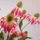 Artificial Rudbeckia Daisies Pink 71cm - R480 Q3