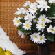 Silk Daisy Bunch White 49cm - D026 