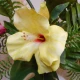 Artificial Hibiscus Flower and Bud Yellow 62cm - H048 