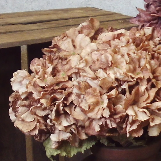 Antique Hydrangea Cappuccino 52cm | Faux Dried Flowers - H190 E3