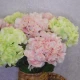 Artificial Hydrangeas Candy Crush Green 71cm - H135 F4