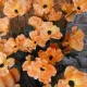 Artificial Poppies Orange 47cm - P237 P2