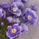 Artificial Poppies Lilac Purple 70cm - P128 M3