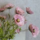 Wild Poppies Pink 70cm - P074 L2