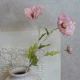 Wild Poppies Pink 70cm - P074 L2