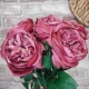 Artificial Cabbage Rose Dark Dusky Pink 60cm - R780 R2