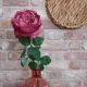 Artificial Cabbage Rose Dark Dusky Pink 60cm - R780 R2