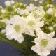 Silk Scabious Flowers White 72cm | Artificial Scabiosa - S110A 