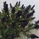 Artificial Eryngium Thistles Sea Holly Purple 78cm - T027 T2