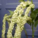 Artificial Amaranthus Pale Green - AMA009 A2