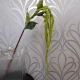 Artificial Amaranthus Green - AMA007 