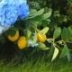 Artificial Lemons Branches 108cm - LEM503 L4