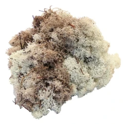 Preserved Reindeer Moss Natural 500g  - MOS003 T4