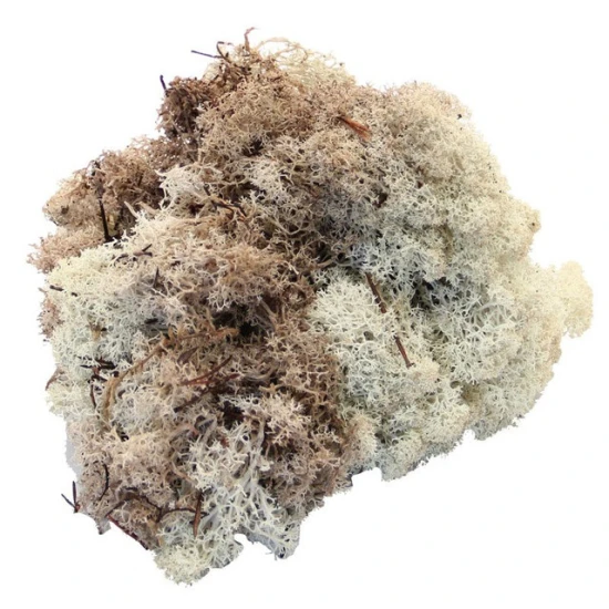 Preserved Reindeer Moss Natural 500g  - MOS003 T4