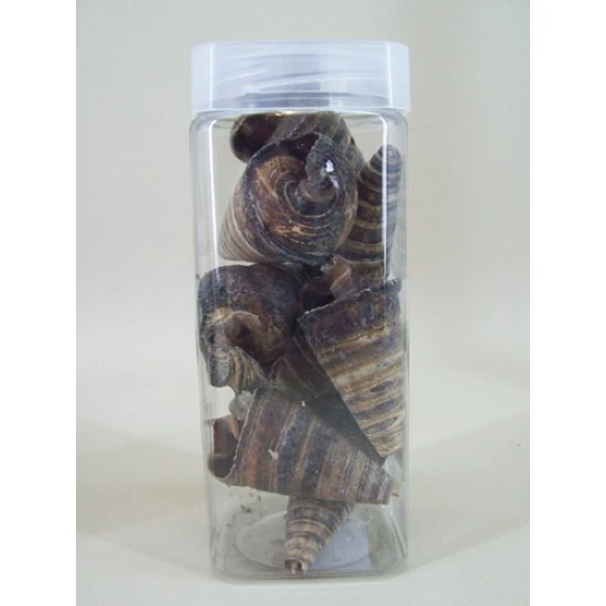 Cone Shells Dark - SHE001 4C