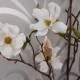 LUXE Artificial Magnolias Branch White 105cm - LUX004 CC2