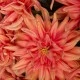 LUXE Artificial Dahlias Labyrinth Apricot 75cm - LUX011