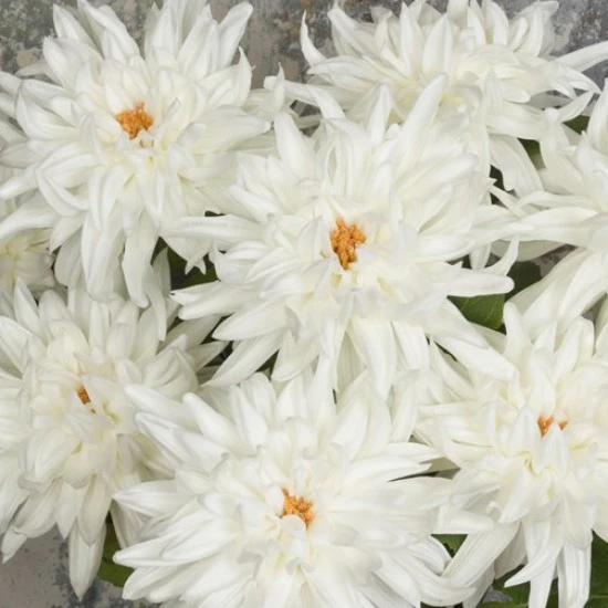 LUXE Artificial Dahlias MY LOVE White 75cm - LUX012 CC3