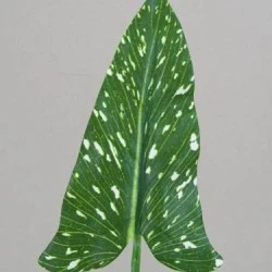 Artificial Calla Lily Leaf - CAL003 II3