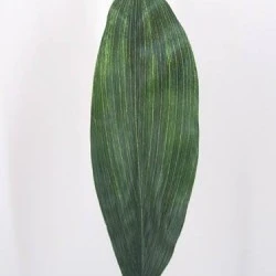 Artificial Dracena Leaves Small - DRA001 C2