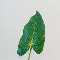 Artificial Anthurium Leaf on Short Stem - ANT003 JJ2