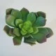 Artificial Succulent Green 13cm - SUC012 BX19