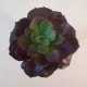 Artificial Succulent Camellia Burgundy - SUC011 JJ2